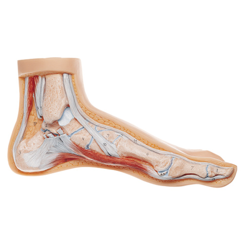 Normal Foot