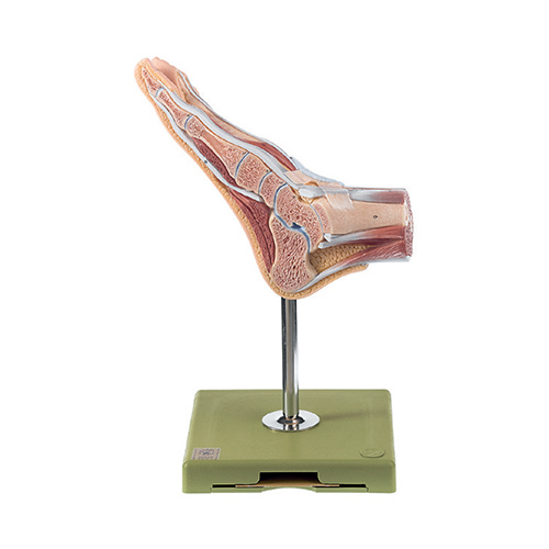 Normal Foot, Sagittal Sectioned