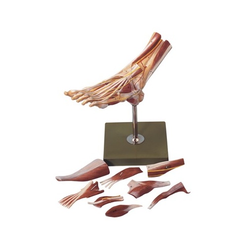 Muscles of the Foot (9pt)