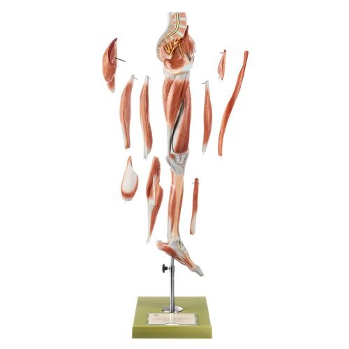 Muscles of the Leg with Base of Pelvis