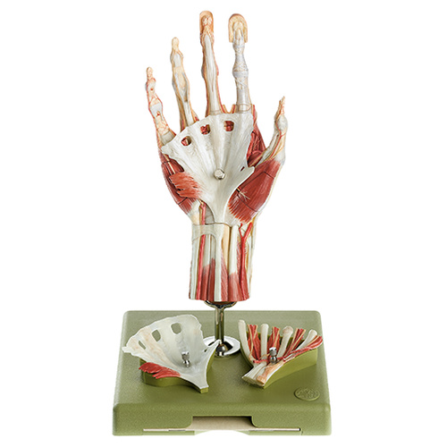 Surgical Hand Model