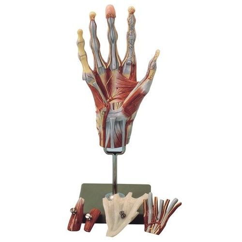 Muscles of the Hand with Base of Forearm