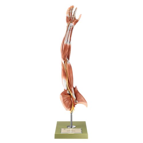 Muscles of the Arm with Shoulder Girdle