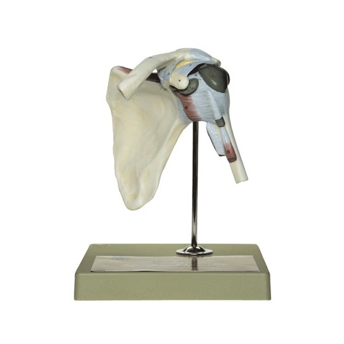 Shoulder Joint