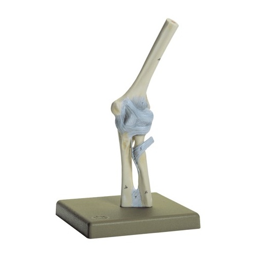 Elbow Joint