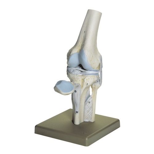 Knee Joint