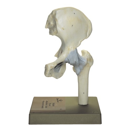 Hip Joint