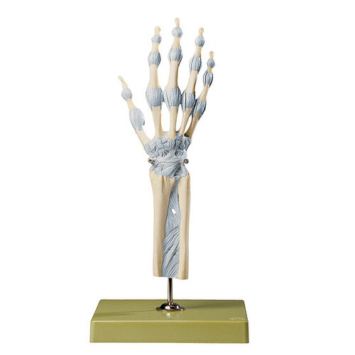 Hand and Finger Joints with Ligaments 