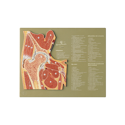 Section through the Hip Joint