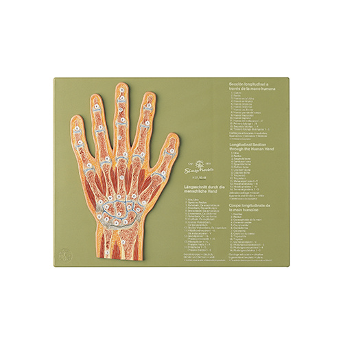Section through the Hand