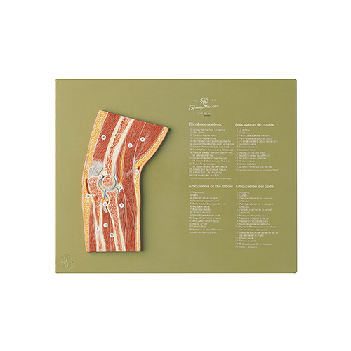 Section Through the Elbow