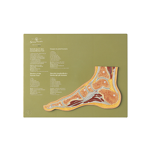 Section through a Normal Foot