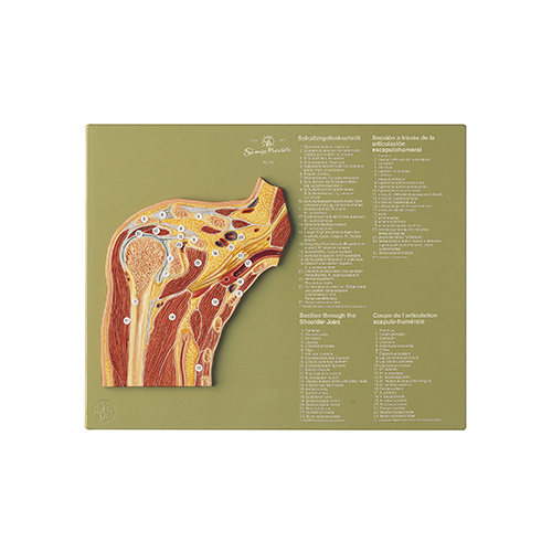 Section Through the Shoulder Joint