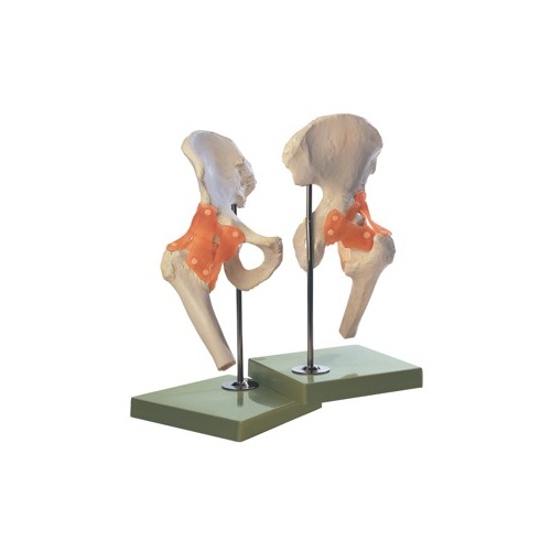 Functional Hip Joint
