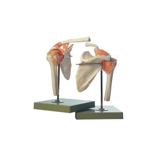 Functional Shoulder Joint