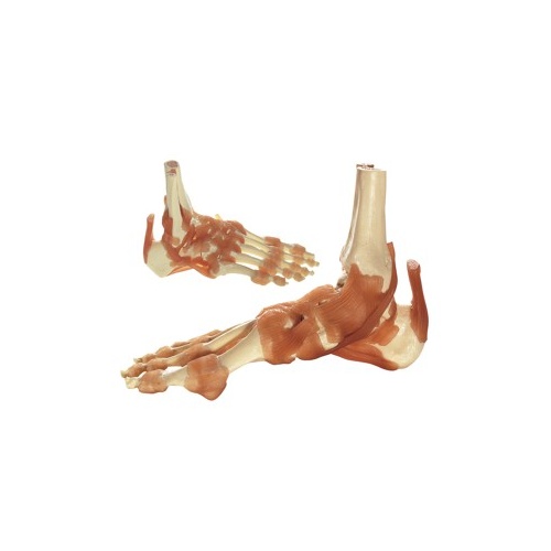 Functional Ankle Joint