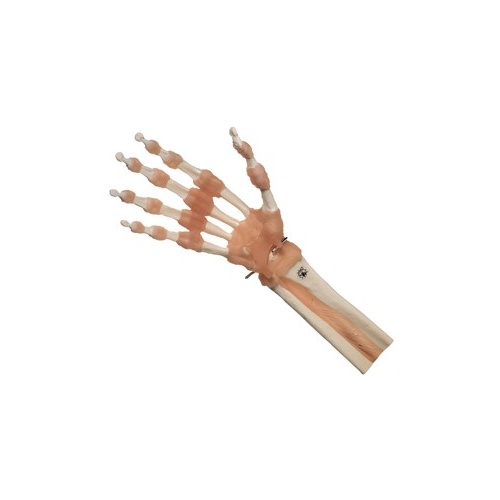 Functional Hand & Finger Joints