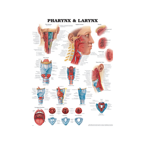 Pharynx and Larynx Charts