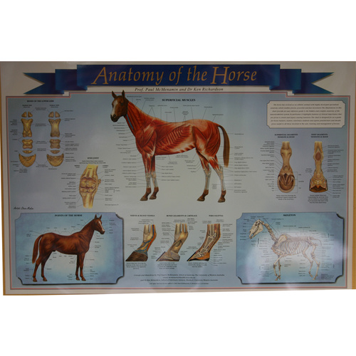 Anatomy Horse Chart