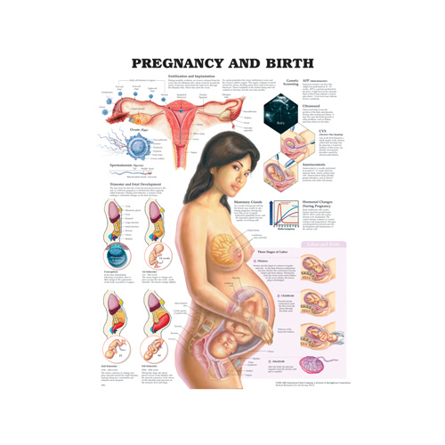 Anatomical Pregnancy and Birth Chart