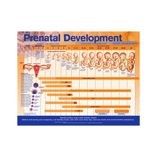 Anatomical Prenatal Development Chart