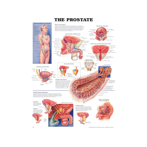 Anatomical Chart- The Prostate