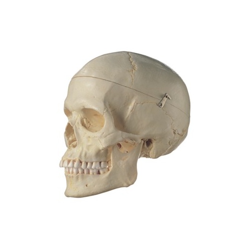 Anatomical Models about Female Skull