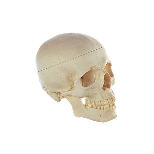 Anatomical Models to Learn About Human Skull
