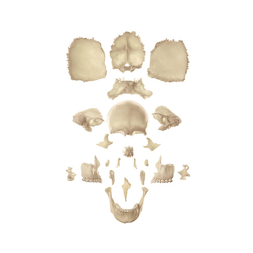 Anatomical Models of Artificial Bauchene Skull of an Adult, Unmounted Model