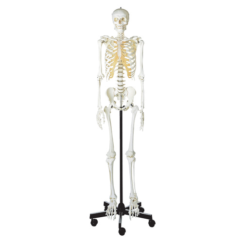 Anatomical Male Human Skeleton on roller stand Model