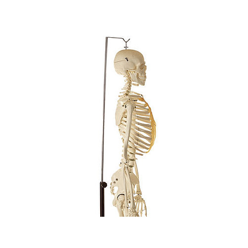 Artificial Human Skeleton Male on Hanging Stand