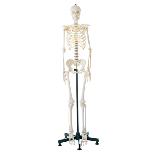 Anatomical Models of Female Human Skeleton on Static Stand 