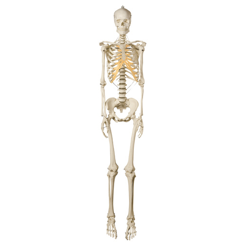 Anatomical Models of Female Human Skeleton on Roller Stand