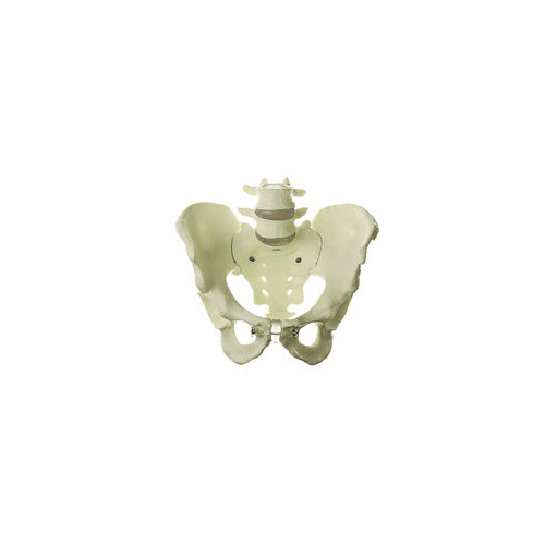 SKELETON OF MALE PELVIS