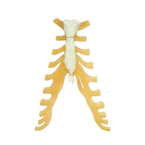 STERNUM