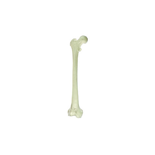 Somso Femur Bone
