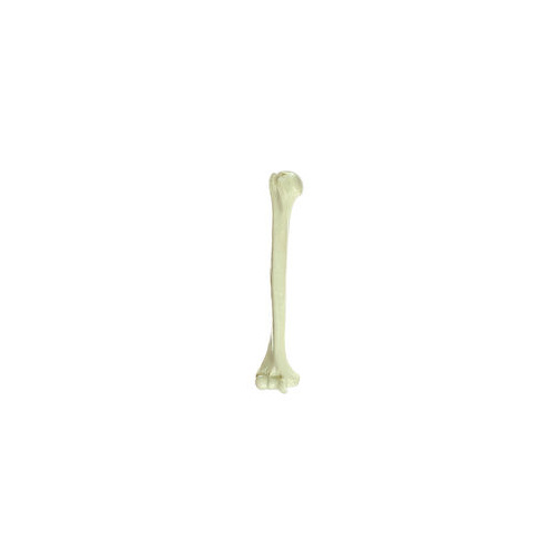 Somso Humerus Bone