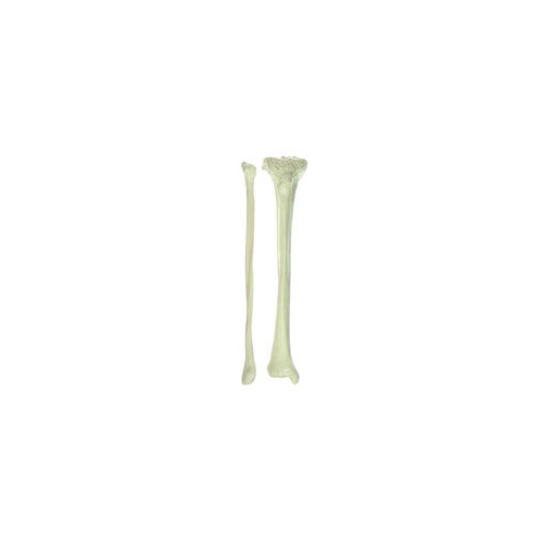 Somso Tibia & Fibula Bone
