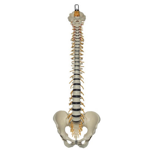 Anatomical Vertebral Column with Pelvis Model