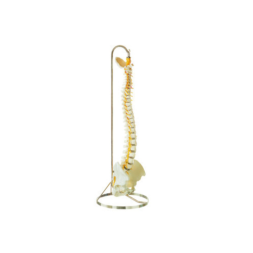 Anatomical  Model of Vertebral Column with Pelvis and Hanging Stand