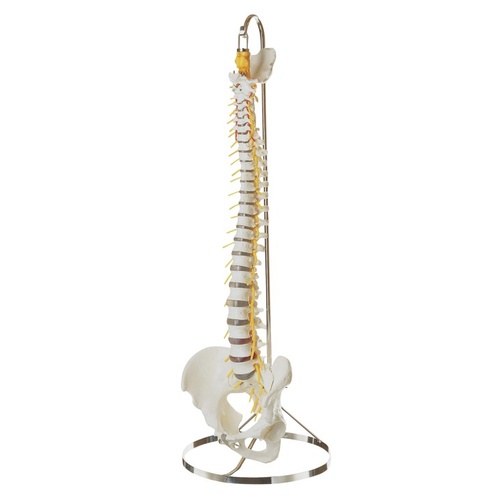 Anatomical Vertebral Column with Pelvis Model