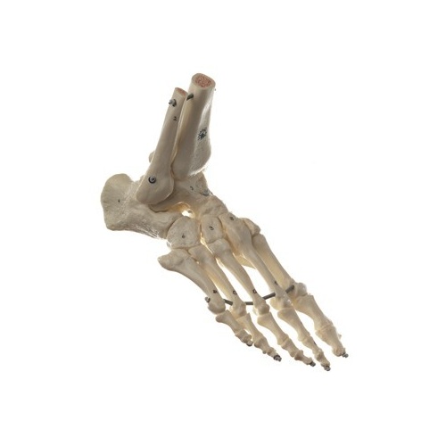 Skeleton of the Foot with Part Tibia