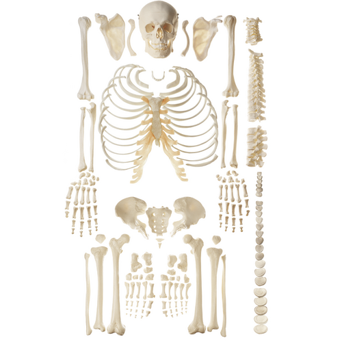 Anatomical Unmounted Human Skeleton Model