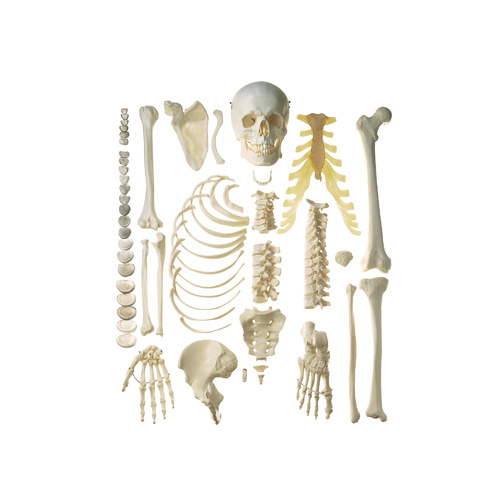 Anatomical Unmounted Human Half Skeleton Model