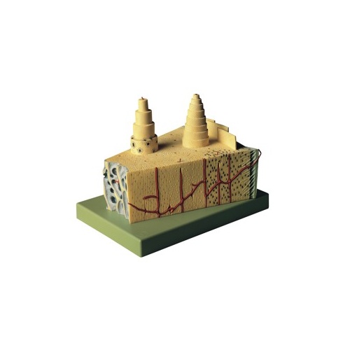 Construction of Bone