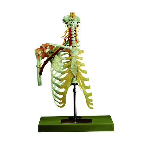 Cervical Vertebral Column with Shoulder Girdle