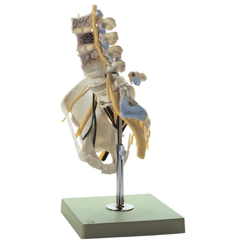 Anatomical Lumbar Spinal Column with Innervation Model