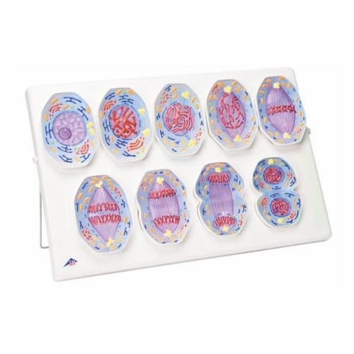 Mitosis Model