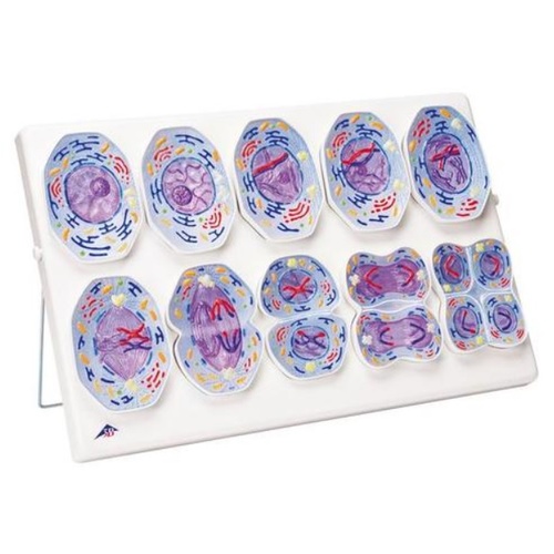 Meiosis Model 