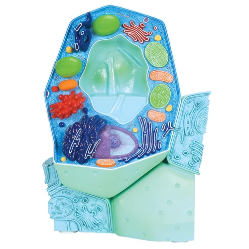 Plant cell model